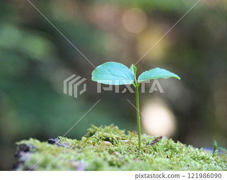 A photo of new shoots growing straight against a refreshing green background A photo of new shoots growing straight against a refreshing green background 121986090