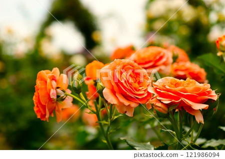 Orange rose flower blooming in a flower field 121986094