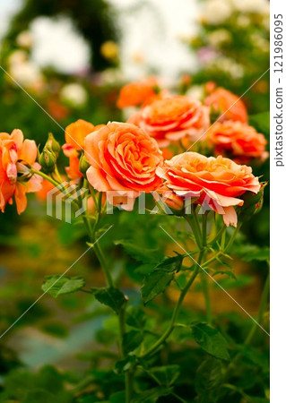 盛開在花田裡的橘色玫瑰花 121986095