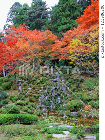 Kongorinji Temple in autumn (Myojuin Garden, Aisho Town, Shiga Prefecture, vertical composition) 121986200