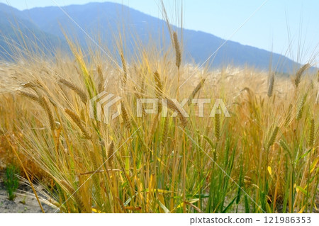Close-up of Kameoka City's beer barley 121986353