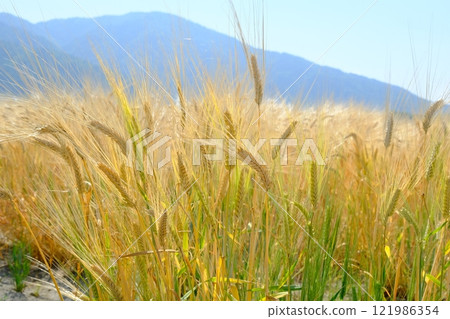 Close-up of Kameoka City's beer barley 121986354