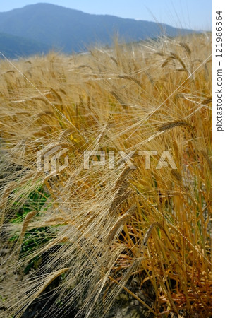 Close-up of Kameoka City's beer barley 121986364