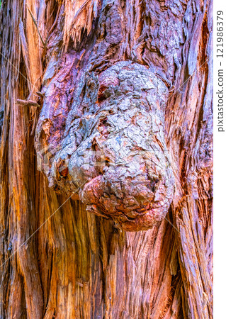 Sequoia trunk and hump 121986379