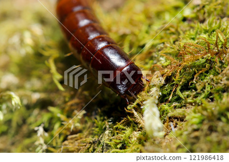 苔蘚上日本甲蟲幼蟲頭部特寫(自然光+頻閃微距特寫) 苔蘚上日本甲蟲幼蟲頭部特寫(自然光+頻閃微距特寫) 121986418