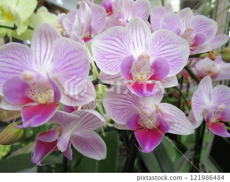 Pink Phalaenopsis orchid flower close-up Pink Phalaenopsis orchid flower close-up 121986484
