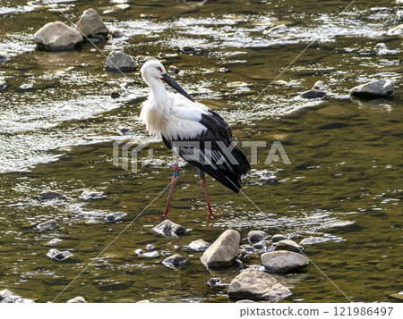 A stork named Mizuki on the river 121986497