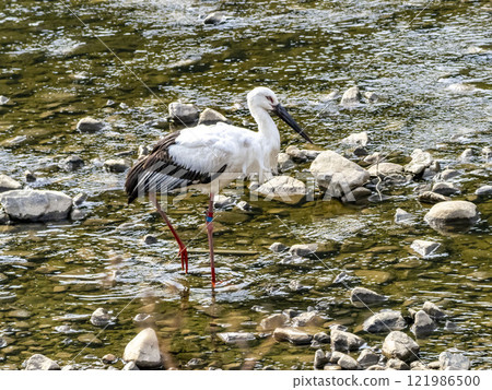 河裡有一隻名叫水木的鸛鳥 121986500