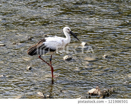 河裡有一隻名叫水木的鸛鳥 河裡有一隻名叫水木的鸛鳥 121986501