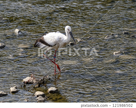 A stork named Mizuki on the river A stork named Mizuki on the river 121986502