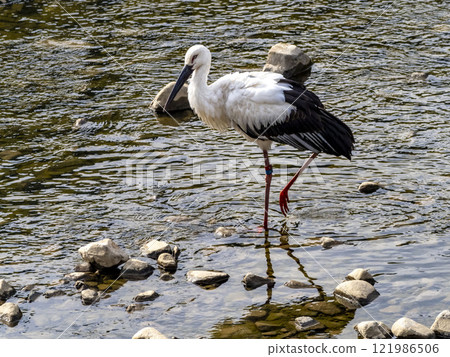 A stork named Mizuki on the river A stork named Mizuki on the river 121986506