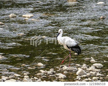 河裡有一隻名叫水木的鸛鳥 121986510