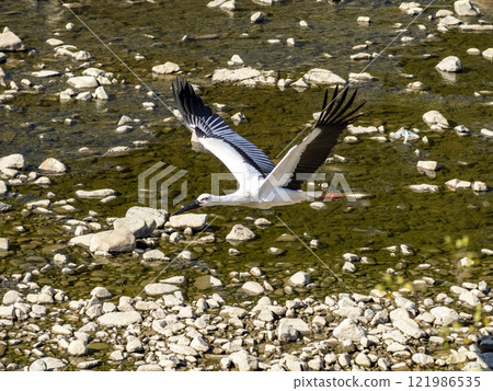 A powerful stork flying over the river 121986535