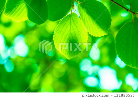 新鮮綠色的Trisami 121986555