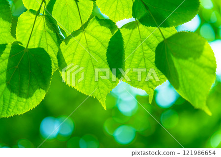 Fresh green of the scallop 121986654