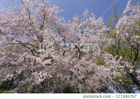 Cherry blossoms in full bloom shining in the blue sky 121986767