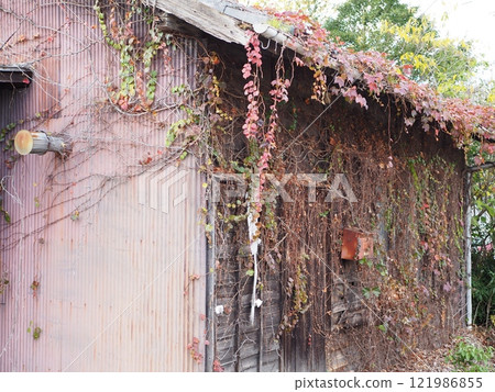 A vacant house overgrown with weeds A vacant house overgrown with weeds 121986855