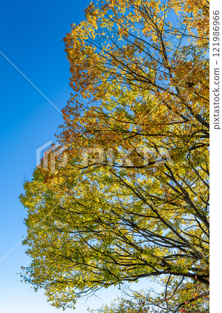 發光在藍天的秋葉 121986966