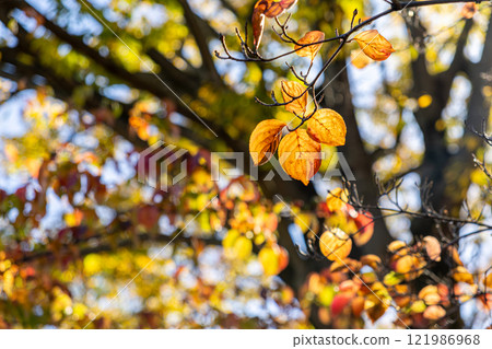 Autumn leaves and the sun Autumn leaves and the sun 121986968