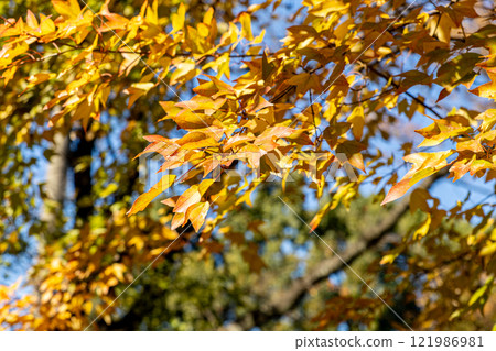 Autumn leaves maple leaves Autumn leaves maple leaves 121986981