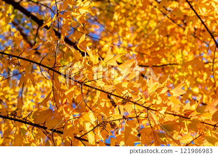 Autumn leaves maple leaves Autumn leaves maple leaves 121986983