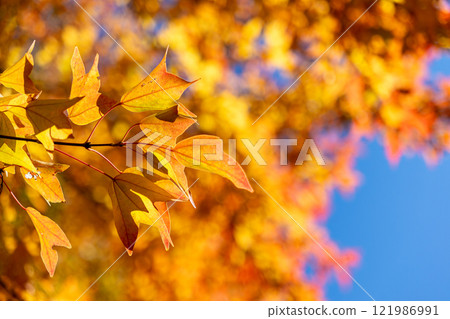 與秋葉和藍天的槭樹 121986991