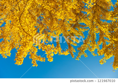 Ginkgo biloba with blue leaves and blue sky 121987010