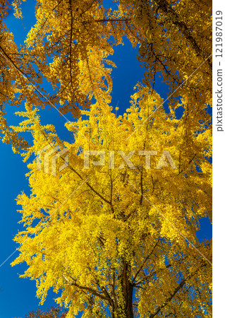 一棵黃葉的銀杏樹在藍天的映襯下閃閃發光 121987019