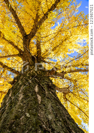 銀杏樹，黃色的葉子在藍天的映襯下閃閃發光 121987021