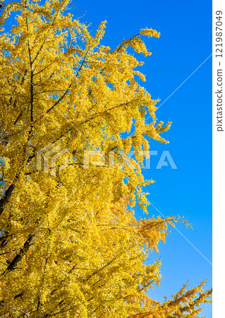 Ginkgo biloba with blue leaves and blue sky 121987049