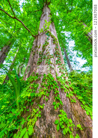 Fresh green of Metasequoia 121987088