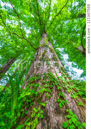 Fresh green of Metasequoia 121987089