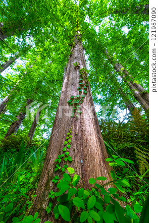 新鮮的綠色水杉 新鮮的綠色水杉 121987090