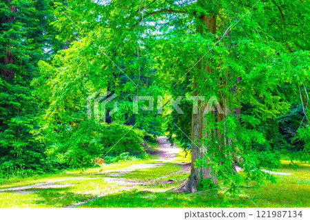 新鮮的綠色水杉 新鮮的綠色水杉 121987134