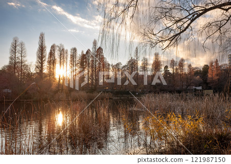 冬日夕陽下的井之頭公園 121987150