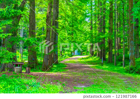 A forest and avenue of swamp cedars and metasequoias A forest and avenue of swamp cedars and metasequoias 121987166