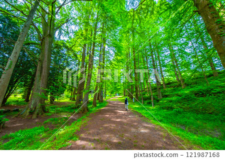 A forest and avenue of swamp cedars and metasequoias A forest and avenue of swamp cedars and metasequoias 121987168