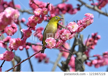 盛開的紅梅和白眼（春天的形象）（溫馨的形象） 121987228