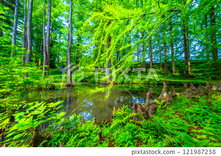 棉杉林、氣根和池塘 棉杉林、氣根和池塘 121987238