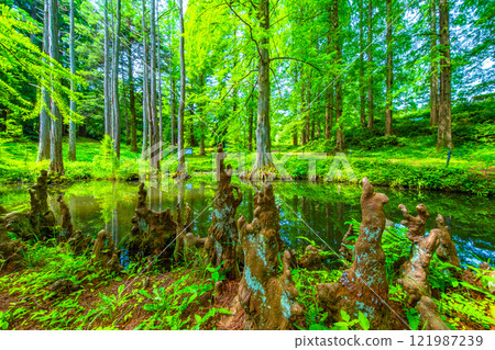 Bald cedar forest, aerial roots and pond Bald cedar forest, aerial roots and pond 121987239