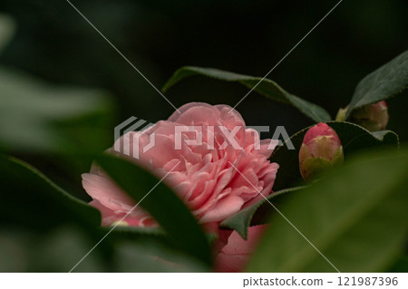 camellia camellia 121987396