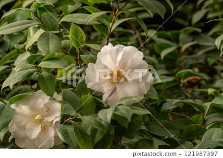 camellia camellia 121987397