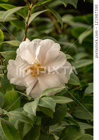 camellia camellia 121987398