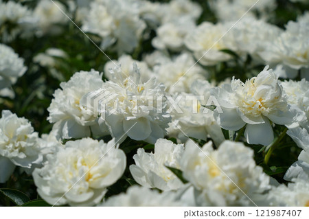 白牡丹閃耀 121987407