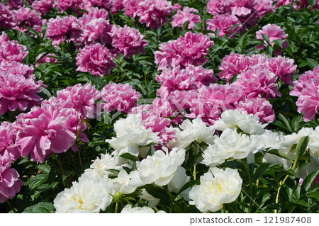 春天牡丹的顏色 121987408