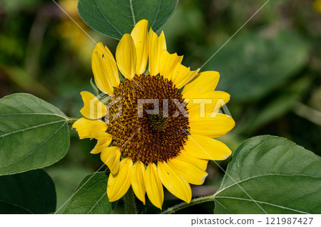 Sunflower 121987427