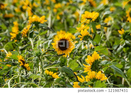 Sunflower Sunflower 121987431