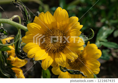 Sunflower Sunflower 121987435