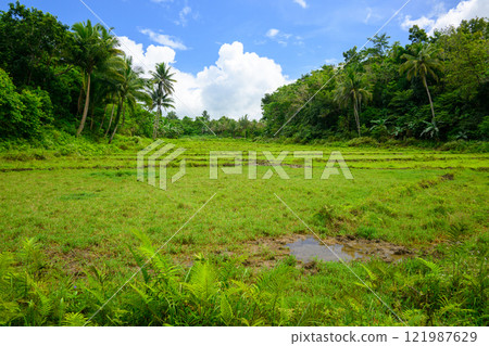 Rice fields in Bohol, Philippines Rice fields in Bohol, Philippines 121987629