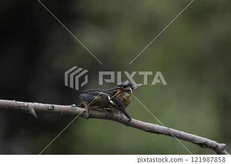 Two kingfishers perched on a branch 121987858